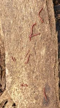 Trigoniulus corallinus 스톡 사진