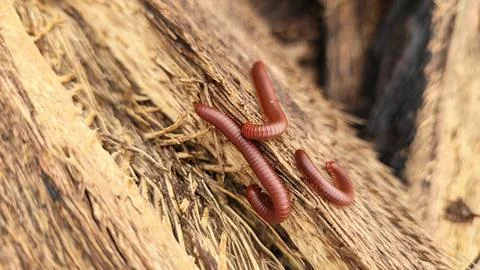 Trigoniulus corallinus 스톡 사진
