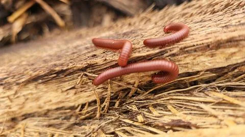 Trigoniulus corallinus 스톡 사진