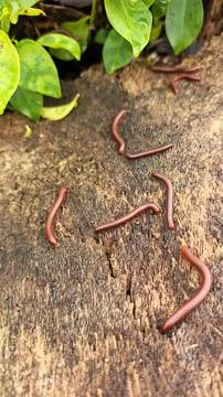 Trigoniulus corallinus 스톡 사진