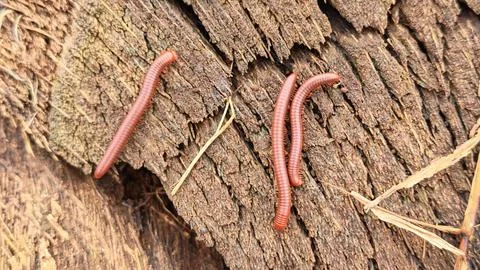 Trigoniulus corallinus 스톡 사진