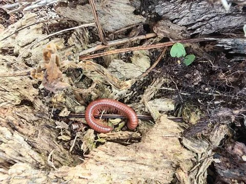 Trigoniulus corallinus 스톡 사진