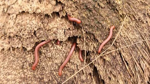 Trigoniulus corallinus 스톡 사진