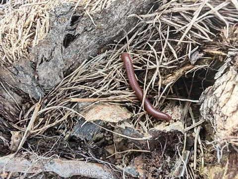 Trigoniulus corallinus 스톡 사진