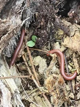 Trigoniulus corallinus 스톡 사진
