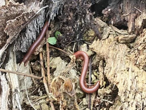 Trigoniulus corallinus 스톡 사진