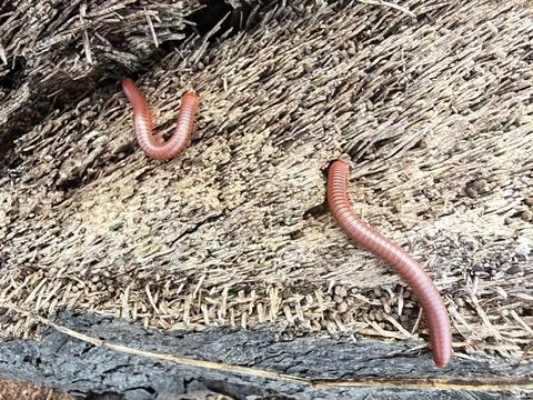 Trigoniulus corallinus 스톡 사진