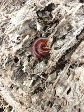 Trigoniulus corallinus 스톡 사진