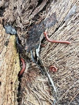 Trigoniulus corallinus 스톡 사진