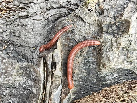 Trigoniulus corallinus 스톡 사진