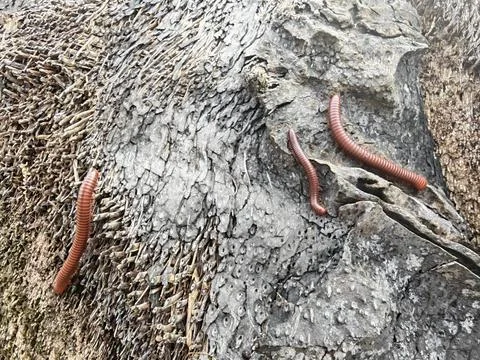 Trigoniulus corallinus 스톡 사진