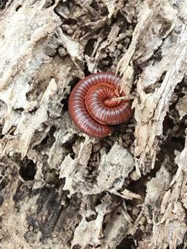 Trigoniulus corallinus 스톡 사진