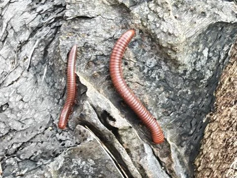 Trigoniulus corallinus 스톡 사진