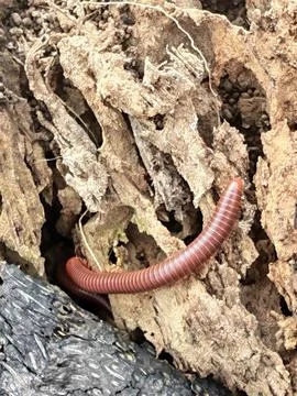 Trigoniulus corallinus 스톡 사진