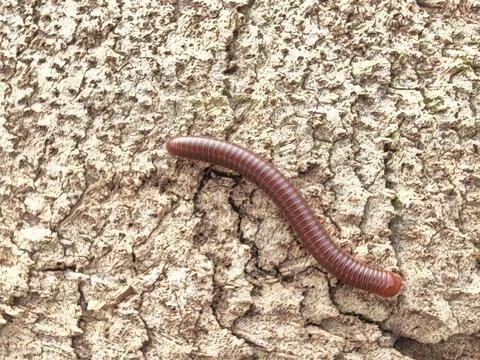 Trigoniulus corallinus 스톡 사진