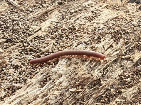Trigoniulus corallinus 스톡 사진
