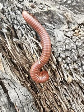 Trigoniulus corallinus 스톡 사진