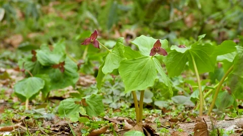 Trillium flowers that bloom pretty in the spring fields Stock Footage 145384628