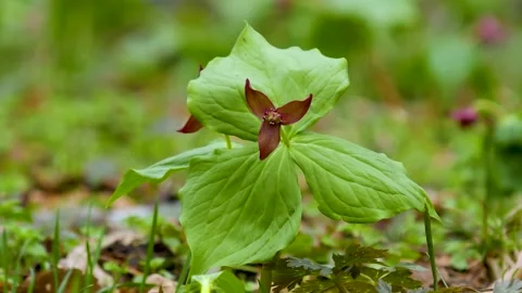 Trillium flowers blooming Stock Footage 145399731