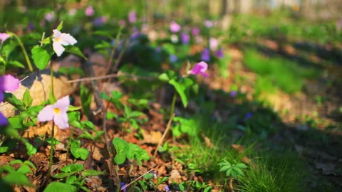 Trillium flowers forest field side panning in Wintergreen Virginia Mountains Stock Footage 336755251