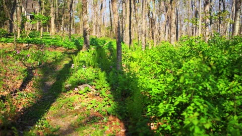 Trillium flowers point of view trail walking, Wintergreen Virginia Mountains Vídeo Stock 336755037