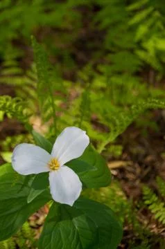 Trillium isolated with ferns in the background Stock Photos