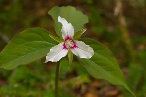 Trillium Stock Photos