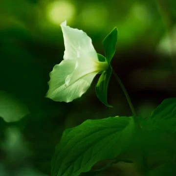 Trillium 스톡 사진