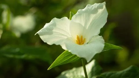 Trillium 스톡 사진