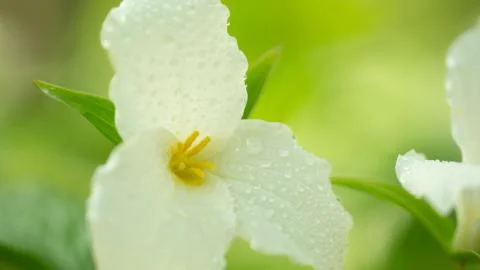 Trillium 스톡 사진