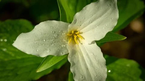 Trillium 스톡 사진