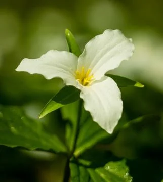 Trillium 스톡 사진