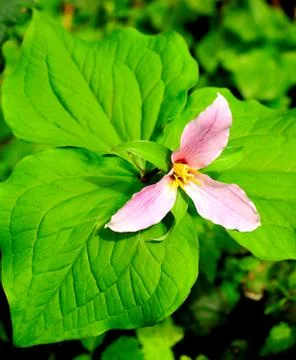 Trillium Foto stock