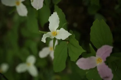Trillium Stock Photos