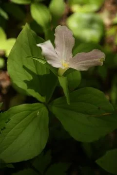 Trillium Stock Photos