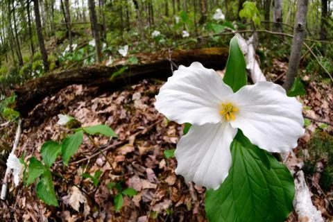 Trillium right side Stock Photos