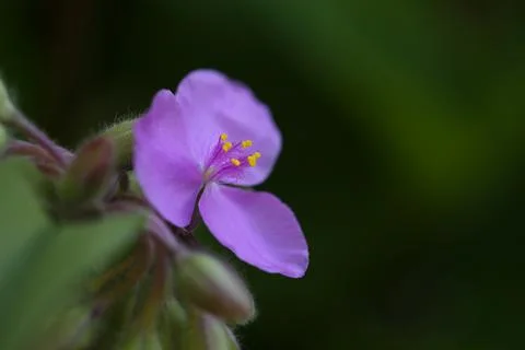 Trillium2 Stock Photos