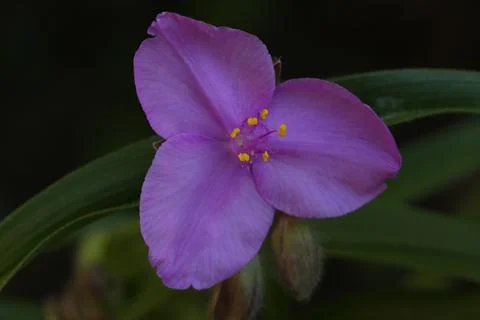 Trillium3 Foto stock