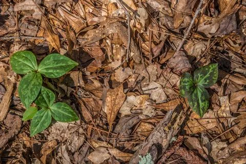 Trilliums emerging in the forest Stock Photos