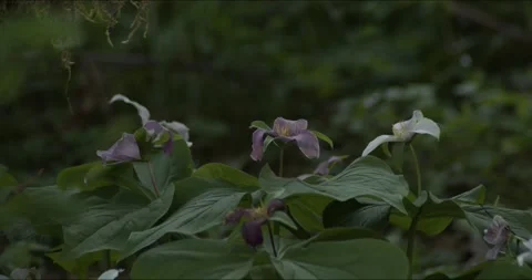 Trilliums in a Field at different Ages Stock Footage