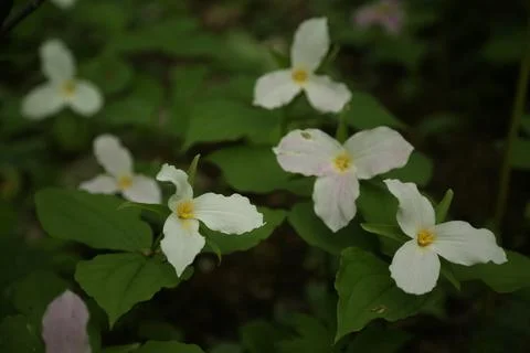 Trilliums Stock Photos