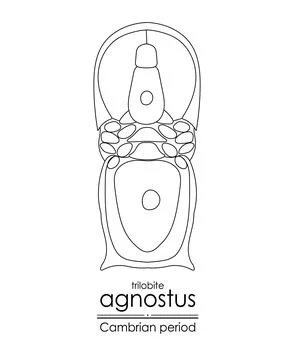 Trilobite Agnostus Stock Illustration