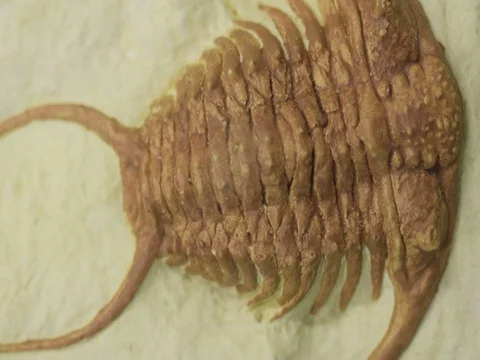 Trilobite Stock Footage 72380017
