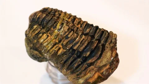 Trilobite fossil Stock Footage 84482820