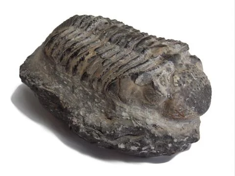 Trilobite fossil Stock Photos