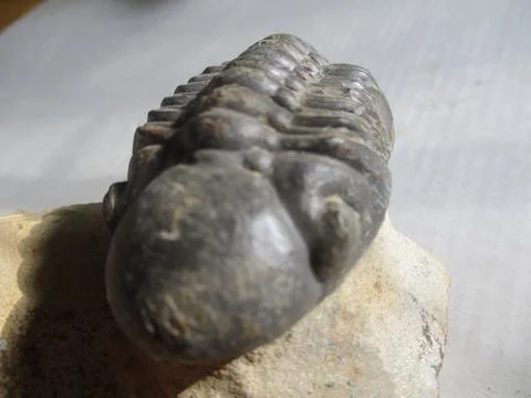 Trilobite Stock Photos