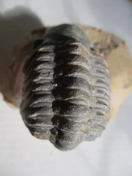 Trilobite Stock Photos