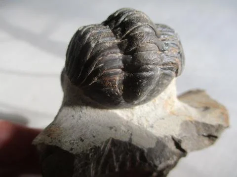 Trilobite Stock Photos