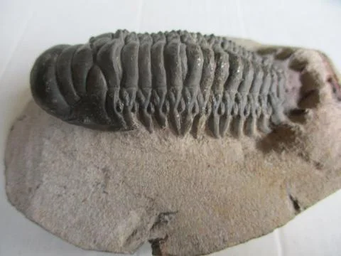 Trilobite Stock Photos