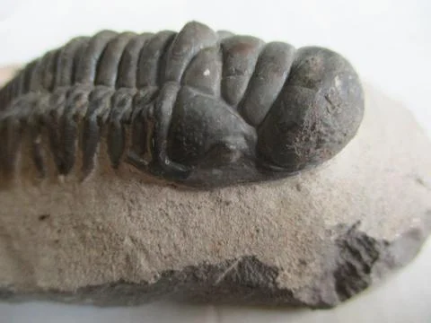 Trilobite Stock Photos